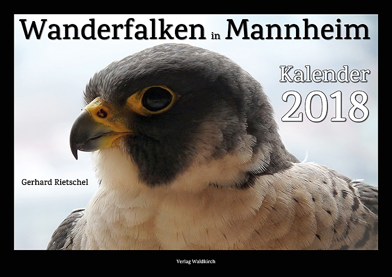 Wanderfalken in Mannheim Kalender 2018